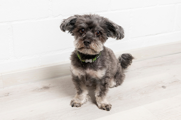 Staffel-Dog «Muffin»